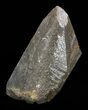 Dogtooth Calcite Crystal - Morocco #57379-1